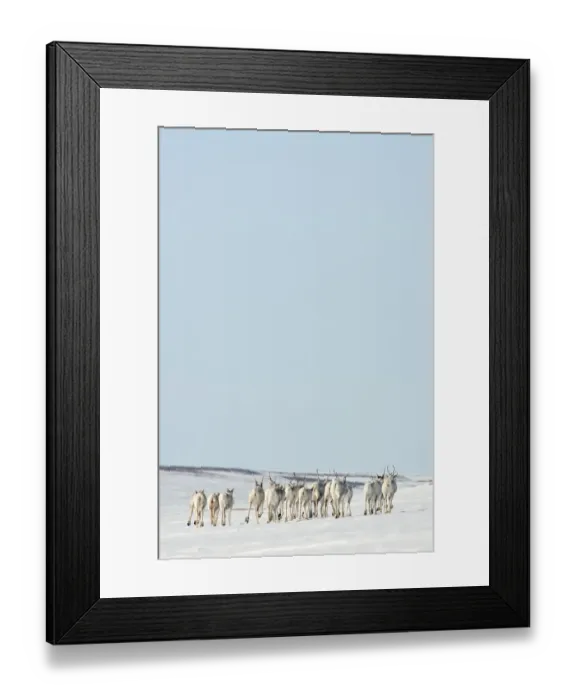 Framed Print : Caribou (Rangifer tarandus) herd migrating across ice, Agapa River, Taimyr Peninsula Framed Print : Caribou (Rangifer tarandus) herd migrating across ice, Agapa River, Taimyr Peninsula