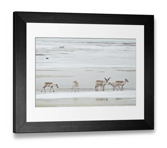 Framed Print : Caribou (Rangifer tarandus) small group on ice floe, Agapa River, Taimyr Peninsula Framed Print : Caribou (Rangifer tarandus) small group on ice floe, Agapa River, Taimyr Peninsula