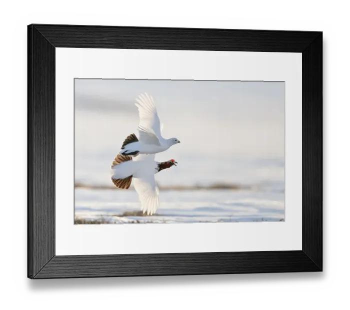 Framed Print : Willow grouse / ptarmigan (Lagopus lagopus) pair in flight, Agapa River, Taimyr Peninsula Framed Print : Willow grouse / ptarmigan (Lagopus lagopus) pair in flight, Agapa River, Taimyr Peninsula