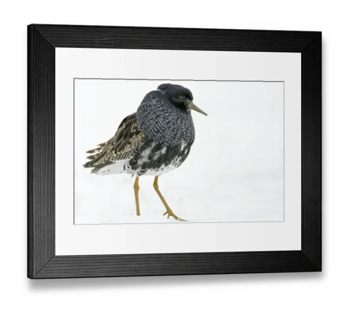 Framed Print : Ruff displaying (Philomachus pugnax) Agapa River, Taimyr Peninsula, Siberia, Russia Framed Print : Ruff displaying (Philomachus pugnax) Agapa River, Taimyr Peninsula, Siberia, Russia