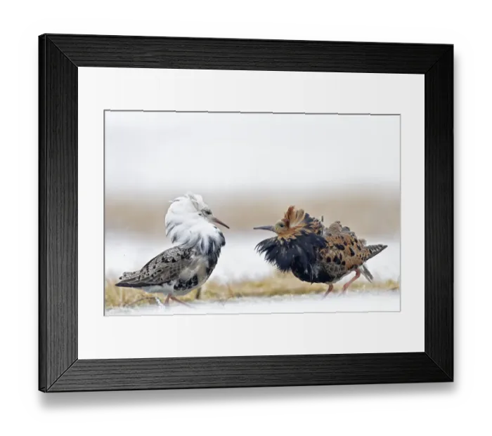 Framed Print : Ruffs displaying (Philomachus pugnax) Agapa River, Taimyr Peninsula, Siberia, Russia