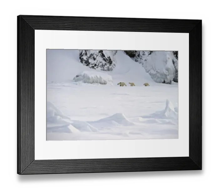 Framed Print : Polar bear (Ursus maritimus) mother with cubs walking through snow, Wrangel Island Framed Print : Polar bear (Ursus maritimus) mother with cubs walking through snow, Wrangel Island