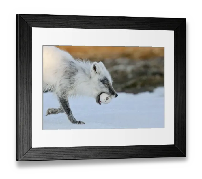 Framed Print : Arctic fox (Vulpes lagopus) with Snow goose egg in mouth, mid moult from winter to summer fur Framed Print : Arctic fox (Vulpes lagopus) with Snow goose egg in mouth, mid moult from winter to summer fur