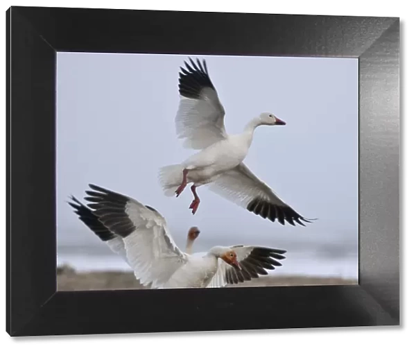 Snow geese (Chen caerulescens caerulescens) taking off, Wrangel Island, Far Eastern Russia