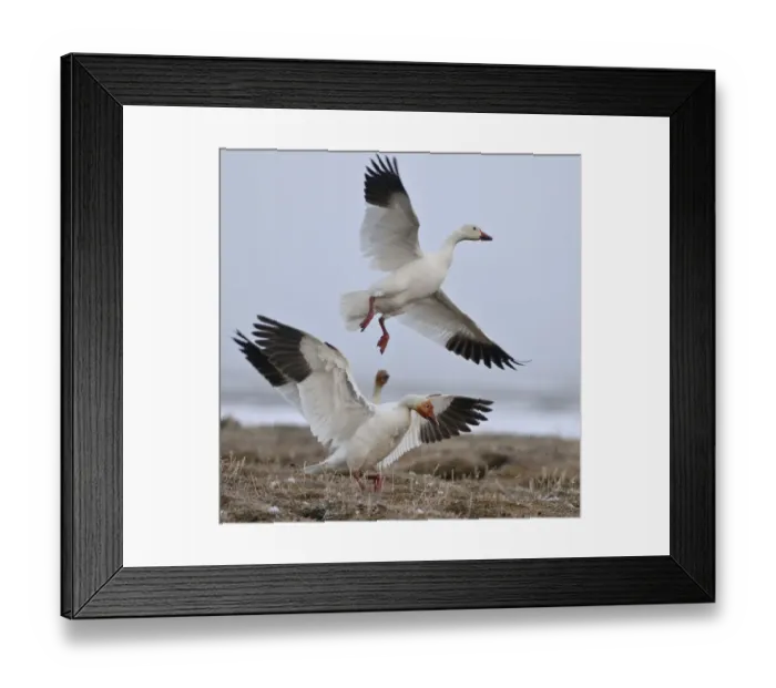 Framed Print : Snow geese (Chen caerulescens caerulescens) taking off, Wrangel Island, Far Eastern Russia
