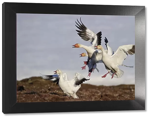 Snow geese (Chen caerulescens caerulescens) group calling and landing, Wrangel Island