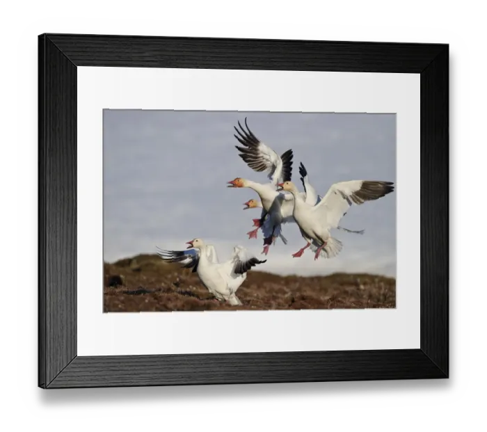 Framed Print : Snow geese (Chen caerulescens caerulescens) group calling and landing, Wrangel Island Framed Print : Snow geese (Chen caerulescens caerulescens) group calling and landing, Wrangel Island