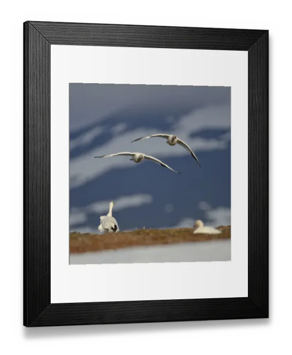 Framed Print : Snow geese (Chen caerulescens caerulescens) pair in flight, Wrangel Island, Far Eastern Russia Framed Print : Snow geese (Chen caerulescens caerulescens) pair in flight, Wrangel Island, Far Eastern Russia