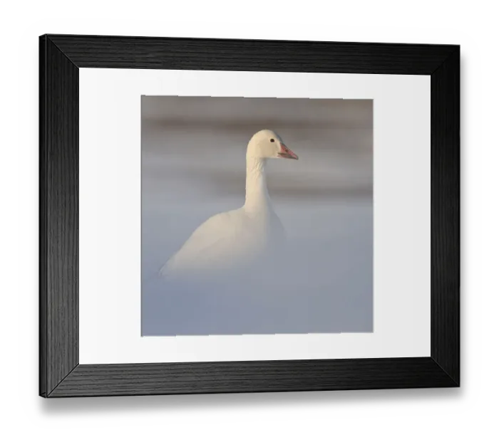 Framed Print : Snow geese (Chen caerulescens caerulescens) portrait in mist, Wrangel Island, Far Eastern Russia Framed Print : Snow geese (Chen caerulescens caerulescens) portrait in mist, Wrangel Island, Far Eastern Russia