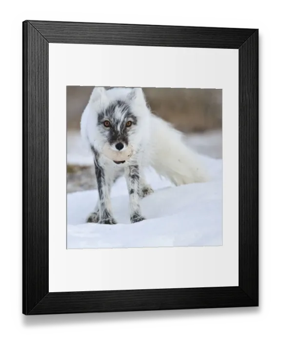 Framed Print : Arctic fox (Vulpes lagopus) with Snow goose egg in mouth, mid moult from winter to summer fur Framed Print : Arctic fox (Vulpes lagopus) with Snow goose egg in mouth, mid moult from winter to summer fur