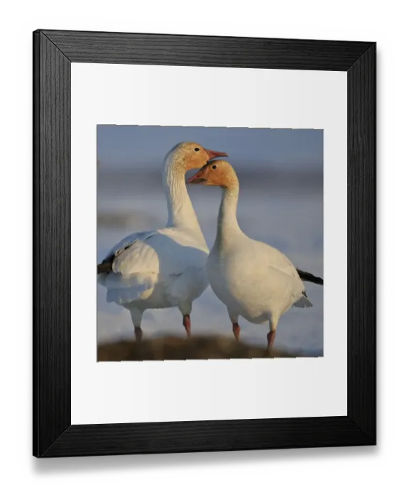 Framed Print : Snow geese (Chen caerulescens caerulescens) pair in courtship display, Wrangel Island Framed Print : Snow geese (Chen caerulescens caerulescens) pair in courtship display, Wrangel Island