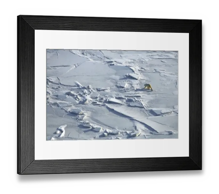 Framed Print : Polar bear (Ursus maritimus) with cub walking across ice field, Wrangel Island, Far Eastern Russia Framed Print : Polar bear (Ursus maritimus) with cub walking across ice field, Wrangel Island, Far Eastern Russia
