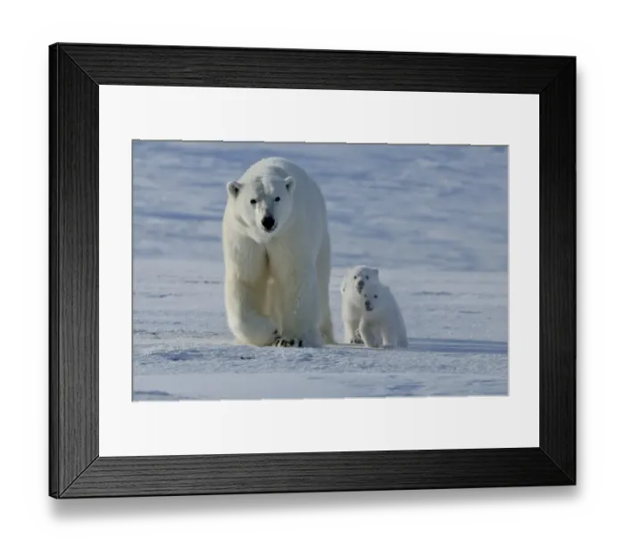 Framed Print : Polar bear (Ursus maritimus) mother with three very young cubs, Wrangel Island, Far Eastern Russia
