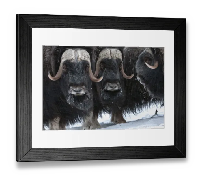 Framed Print : Musk ox (Ovibos moschatus) herd, Wrangel Island, Far Eastern Russia, March
