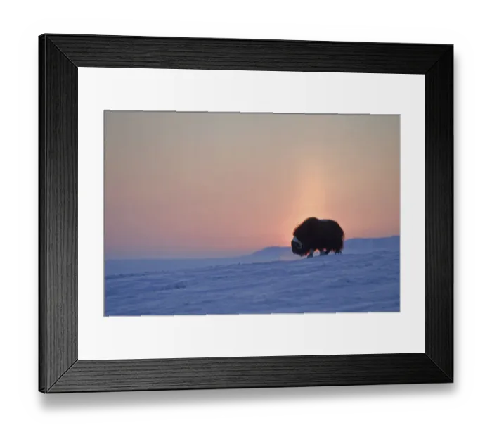 Framed Print : Musk ox (Ovibos moschatus) at sunset, Wrangel Island, Far Eastern Russia Framed Print : Musk ox (Ovibos moschatus) at sunset, Wrangel Island, Far Eastern Russia