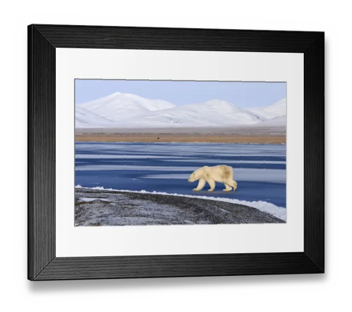 Framed Print : Polar bear (Ursus maritimus) walking along coast of Wrangel Island, Far Eastern Russia Framed Print : Polar bear (Ursus maritimus) walking along coast of Wrangel Island, Far Eastern Russia