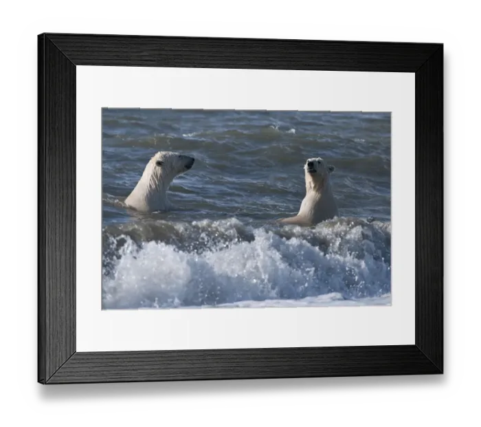 Framed Print : Polar bears (Ursus maritimus) juveniles playing in waves, Wrangel Island, Far Eastern Russia Framed Print : Polar bears (Ursus maritimus) juveniles playing in waves, Wrangel Island, Far Eastern Russia