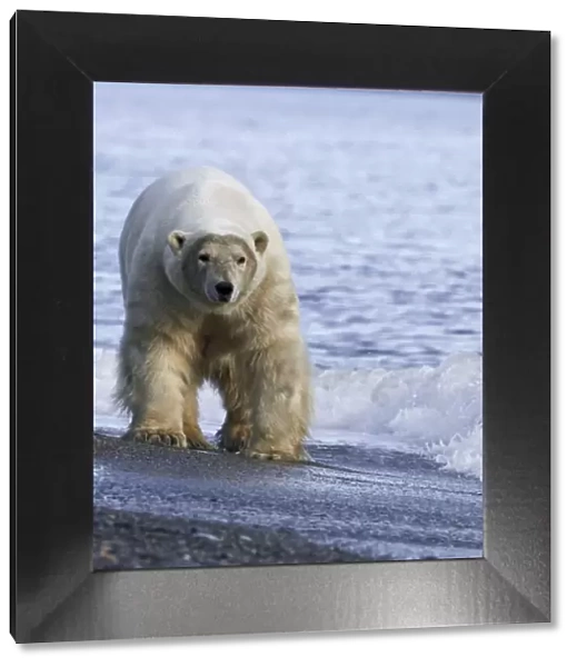 Polar bear (Ursus maritimus) walking along beach, Wrangel Island, Far Eastern Russia