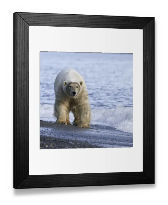 Framed Print : Polar bear (Ursus maritimus) walking along beach, Wrangel Island, Far Eastern Russia Framed Print : Polar bear (Ursus maritimus) walking along beach, Wrangel Island, Far Eastern Russia