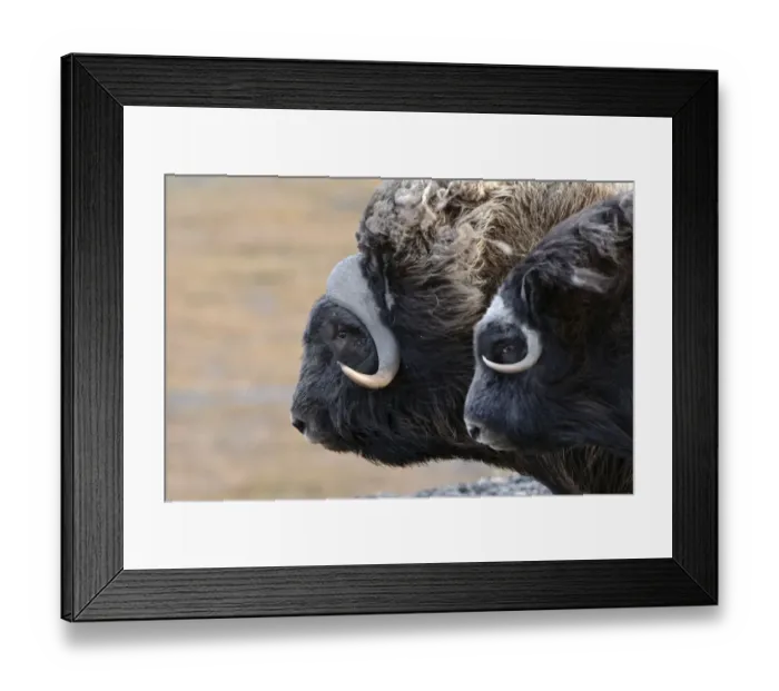 Framed Print : Musk ox (Ovibos moschatus) two in profile, Wrangel Island, Far Eastern Russia, September Framed Print : Musk ox (Ovibos moschatus) two in profile, Wrangel Island, Far Eastern Russia, September