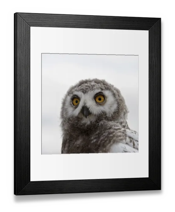 Framed Print : Snowy owl (Bubo scandiacus) fledgling portrait, Wrangel Island, Far Eastern Russia Framed Print : Snowy owl (Bubo scandiacus) fledgling portrait, Wrangel Island, Far Eastern Russia