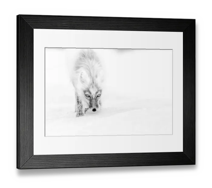 Framed Print : Arctic fox ( Vulpes lagopus) in snow carrying snowgoose egg, Wrangel Island, Far East Russia Framed Print : Arctic fox ( Vulpes lagopus) in snow carrying snowgoose egg, Wrangel Island, Far East Russia