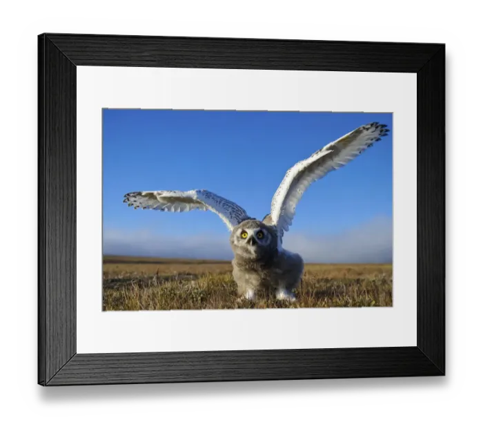 Framed Print : Snowy owl (Bubo scandiacus) fledgling flapping wings, Wrangel Island, Far Eastern Russia Framed Print : Snowy owl (Bubo scandiacus) fledgling flapping wings, Wrangel Island, Far Eastern Russia