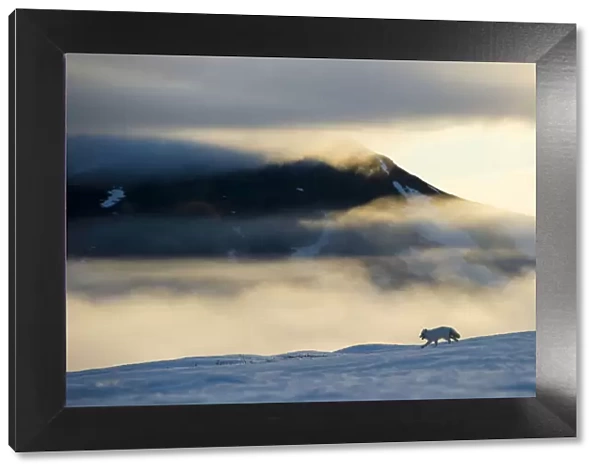 Arctic fox (Alopex lagopus) running in snowy landscape with mountains behind, Wrangel Island