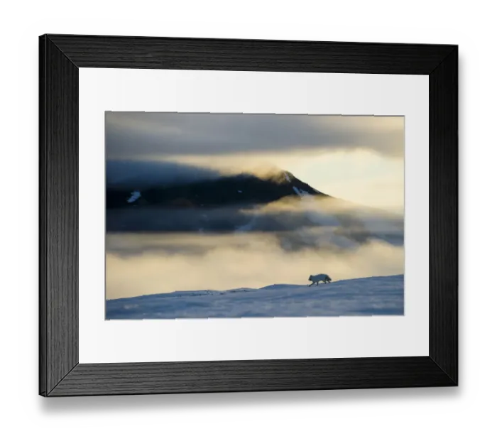 Framed Print : Arctic fox (Alopex lagopus) running in snowy landscape with mountains behind, Wrangel Island Framed Print : Arctic fox (Alopex lagopus) running in snowy landscape with mountains behind, Wrangel Island