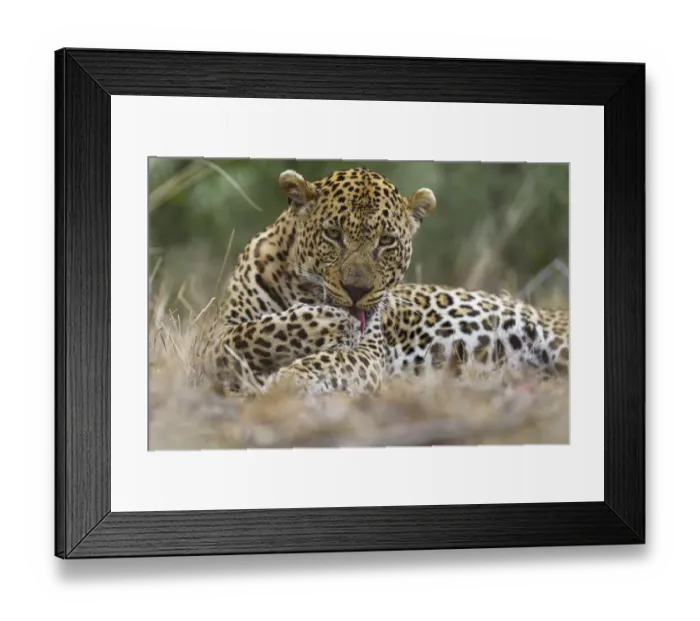 Framed Print : Leopard (Panthera pardus) adult with scar accorss face licking paw, Londolozi Private Game Reserve Framed Print : Leopard (Panthera pardus) adult with scar accorss face licking paw, Londolozi Private Game Reserve