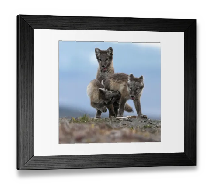 Framed Print : Arctic fox (Alopex lagopus) juveniles play fighting, Wrangel Island, Far East Russia Framed Print : Arctic fox (Alopex lagopus) juveniles play fighting, Wrangel Island, Far East Russia