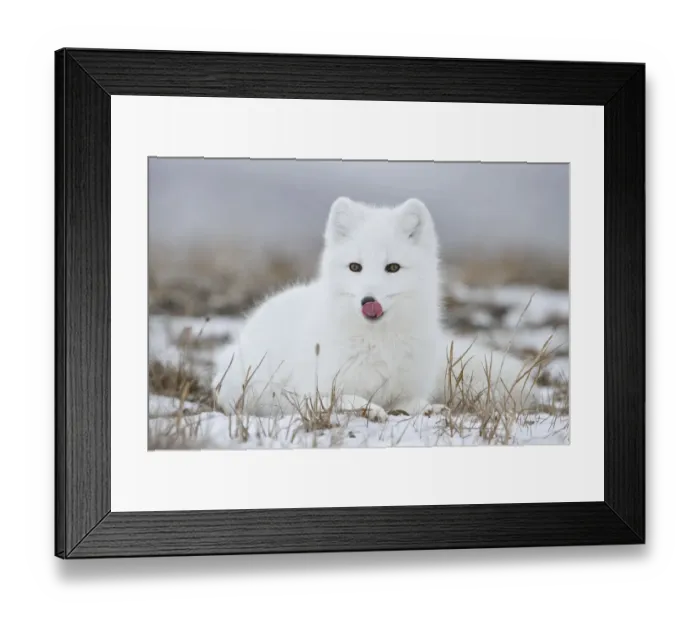 Framed Print : Arctic fox (Vulpes lagopus) in winter fur, licking nose, Wrangel Island, Far Eastern Russia Framed Print : Arctic fox (Vulpes lagopus) in winter fur, licking nose, Wrangel Island, Far Eastern Russia