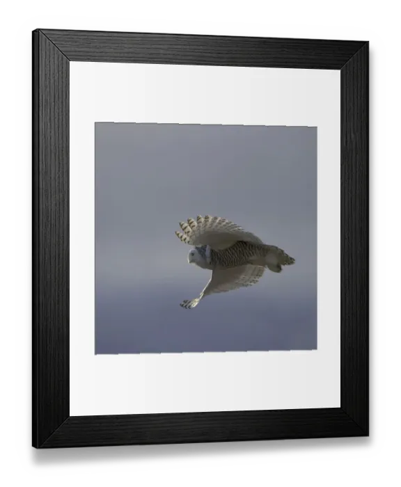 Framed Print : Snowy owl (Bubo scandiacus) in flight, Wrangel Island, Far Eastern Russia, October Framed Print : Snowy owl (Bubo scandiacus) in flight, Wrangel Island, Far Eastern Russia, October