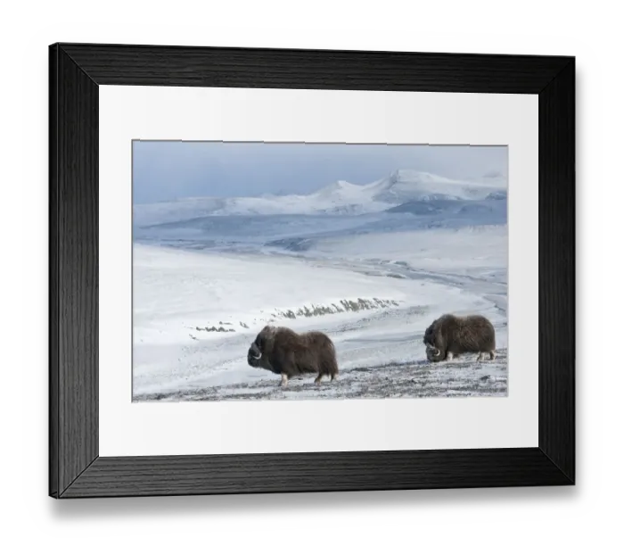 Framed Print : Musk ox (Ovibos moschatus) two in habitat, Wrangel Island, Far Eastern Russia, October Framed Print : Musk ox (Ovibos moschatus) two in habitat, Wrangel Island, Far Eastern Russia, October