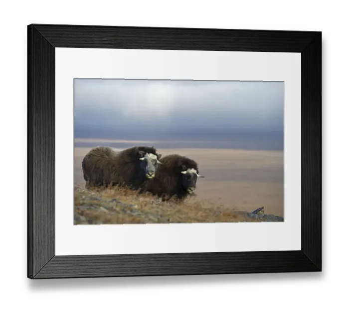 Framed Print : Musk ox (Ovibos moschatus) two in habitat, Wrangel Island, Far Eastern Russia, September Framed Print : Musk ox (Ovibos moschatus) two in habitat, Wrangel Island, Far Eastern Russia, September