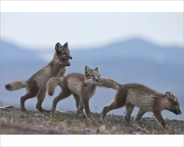 Arctic foxes (Vulpes lagopus) juveniles playing, biting tail, Wrangel Island, Far Eastern Russia