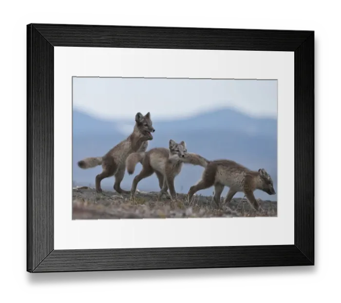 Framed Print : Arctic foxes (Vulpes lagopus) juveniles playing, biting tail, Wrangel Island, Far Eastern Russia Framed Print : Arctic foxes (Vulpes lagopus) juveniles playing, biting tail, Wrangel Island, Far Eastern Russia