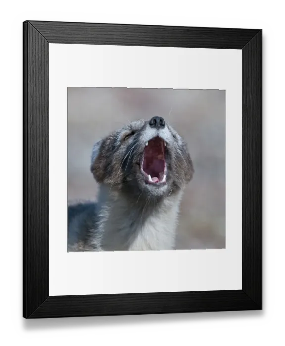Framed Print : Arctic fox (Vulpes lagopus) in summer coat calling, Wrangel Island, Far Eastern Russia Framed Print : Arctic fox (Vulpes lagopus) in summer coat calling, Wrangel Island, Far Eastern Russia
