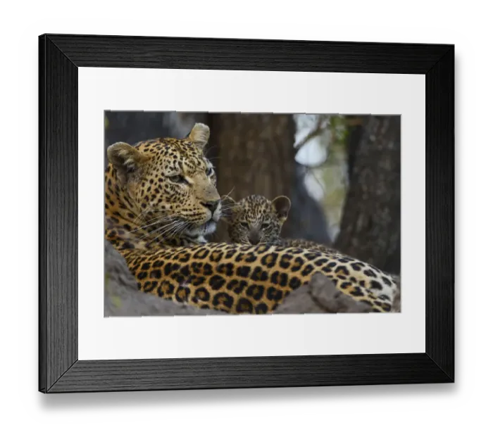 Framed Print : Leopard (Panthera pardus) mother resting with cubs Londolozi Private Game Reserve Framed Print : Leopard (Panthera pardus) mother resting with cubs Londolozi Private Game Reserve