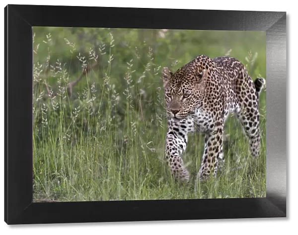 RF - Leopard (Panthera pardus) stalking prey, Londolozi Private Game Reserve, Sabi