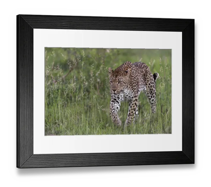 Framed Print : RF - Leopard (Panthera pardus) stalking prey, Londolozi Private Game Reserve, Sabi Framed Print : RF - Leopard (Panthera pardus) stalking prey, Londolozi Private Game Reserve, Sabi