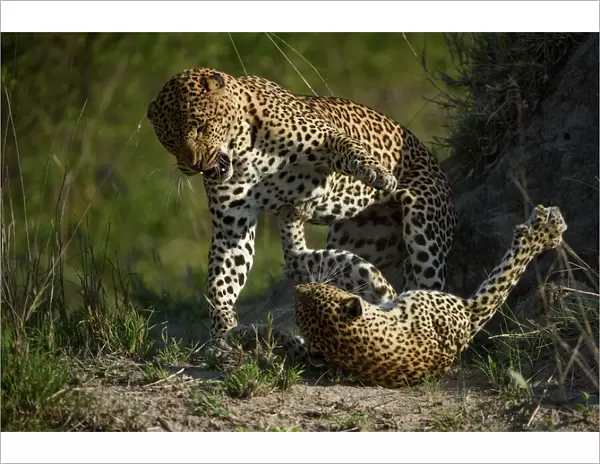 Leopard (Panthera pardus) female fighting off male after he tries to mate with her
