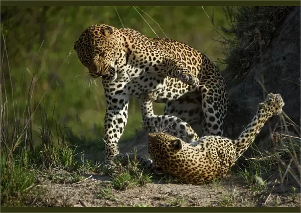 Leopard (Panthera pardus) female fighting off male after he tries to mate with her