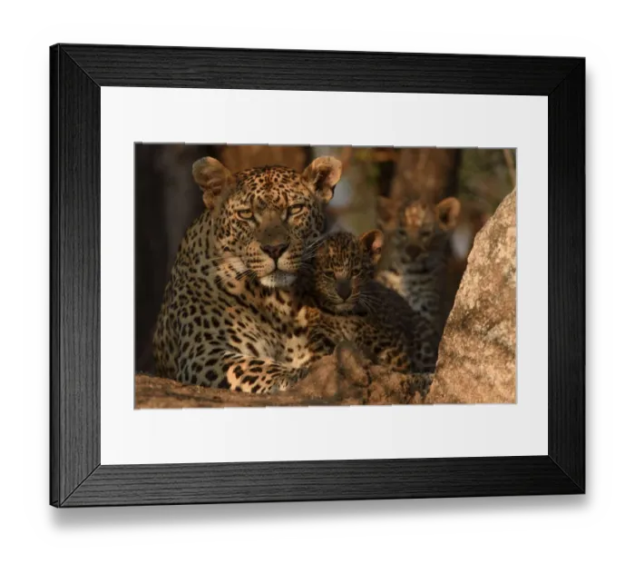 Framed Print : RF - Leopard (Panthera pardus) mother with cubs, Londolozi Private Game Reserve