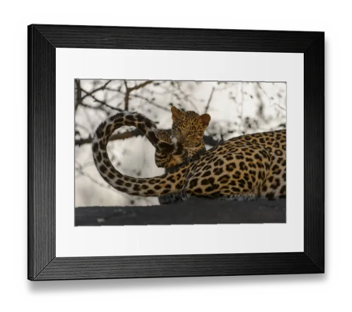 Framed Print : RF - Leopard (Panthera pardus) cub playing with mothers tail, Londolozi Private Game Reserve