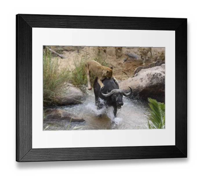 Framed Print : Lionesses (Panthera leo) trying to bring down African buffalo (Syncerus caffer) Londolozi Framed Print : Lionesses (Panthera leo) trying to bring down African buffalo (Syncerus caffer) Londolozi