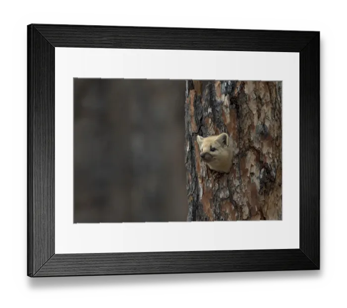 Framed Print : Sable (Martes zibellina) Putoransky State Nature Reserve, Putorana Plateau, Siberia Framed Print : Sable (Martes zibellina) Putoransky State Nature Reserve, Putorana Plateau, Siberia