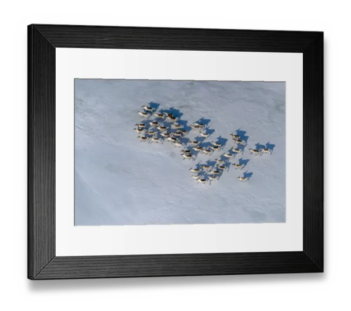Framed Print : Aerial view of Siberian tundra reindeer (Rangifer tarandus sibiricus) Putoransky