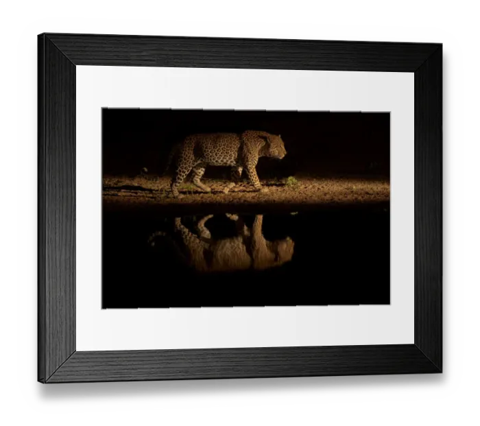 Framed Print : Leopard (Panthera pardus) walking beside waterhole, reflected in the water at dusk Framed Print : Leopard (Panthera pardus) walking beside waterhole, reflected in the water at dusk