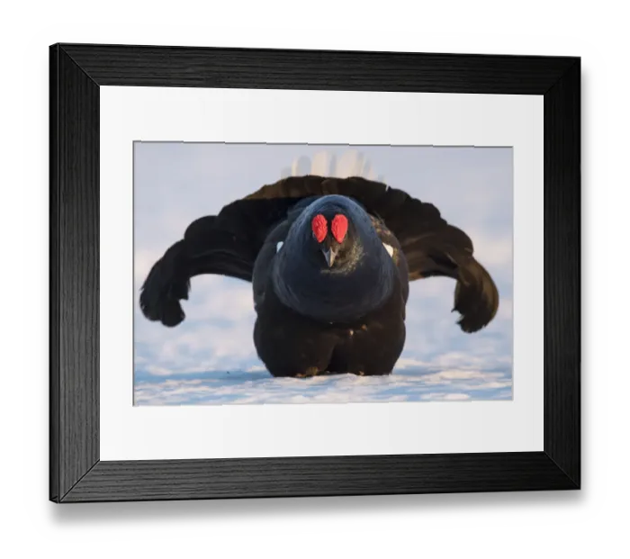 Framed Print : Black Grouse (Tetrao tetrix) displaying at a lek in snow, Tver, Russia. April Framed Print : Black Grouse (Tetrao tetrix) displaying at a lek in snow, Tver, Russia. April